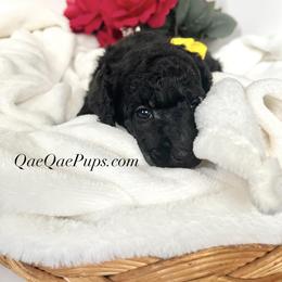 Poodle Puppies from QaeQae Pups