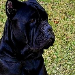 Cuda - Cane Corso
