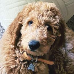 Goldendoodles from Jandi Doodles