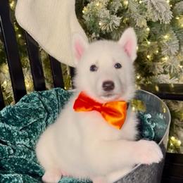 Oak - White male Siberian Husky puppy in Peoria, Arizona from Snowy Siberians