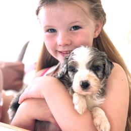 Abel - Blue merle male Aussiedoodle puppy in Orland, California from Shockley’s Elite Doodles