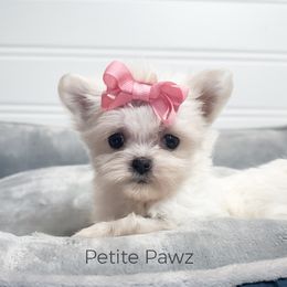 Arabella - White female Maltese puppy in Tampa, Florida from Petite Pawz