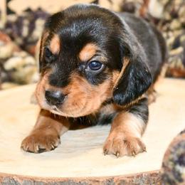 Samwise - Black white and tan male Beagle puppy in Viper, Kentucky from Mountain Top