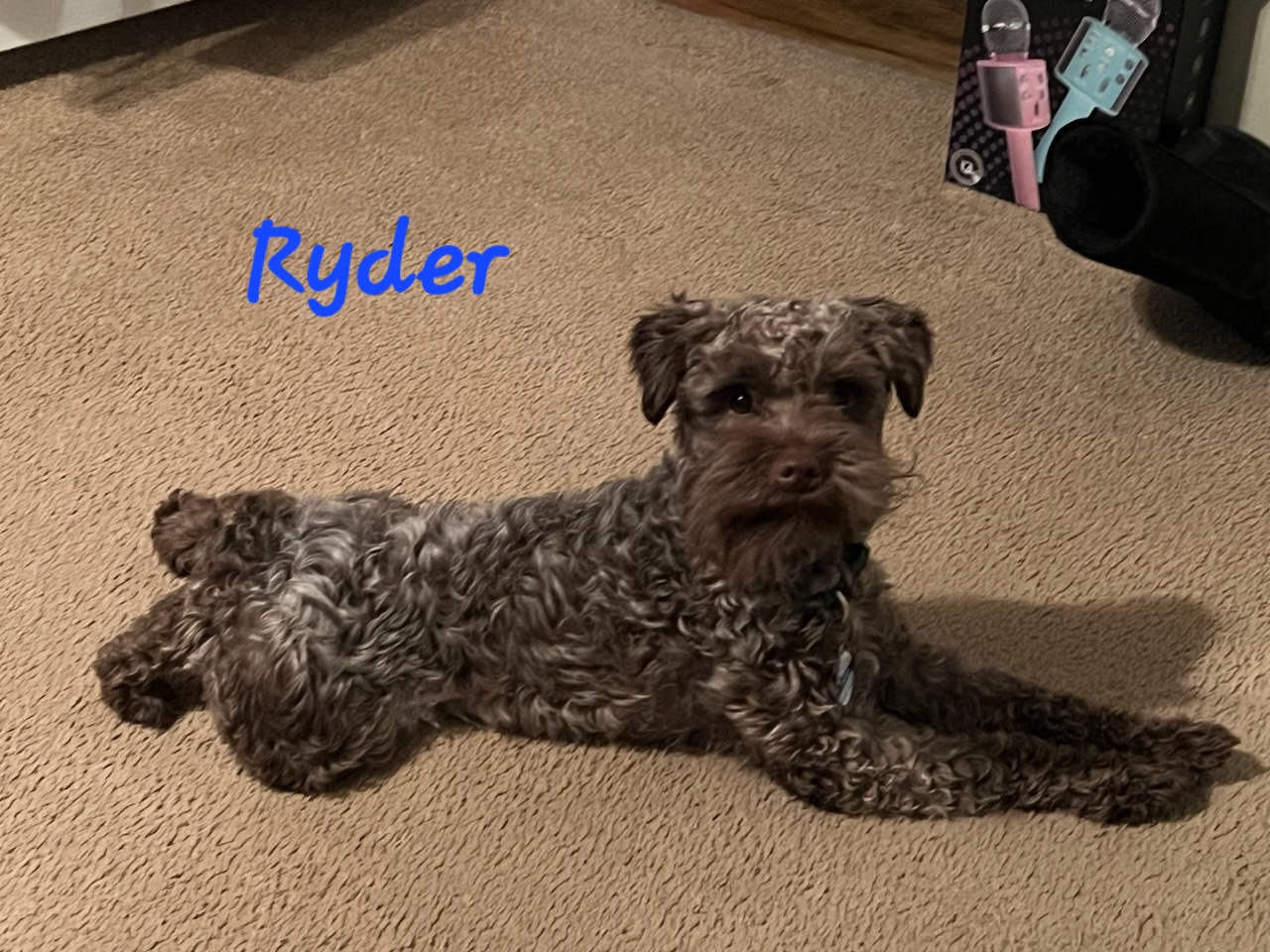 Ryder - Miniature Schnauzer