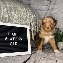 Flynn Ryder - Red merle male Miniature Australian Shepherd puppy in Peoria, Arizona from B My Sunshines Mini Aussies