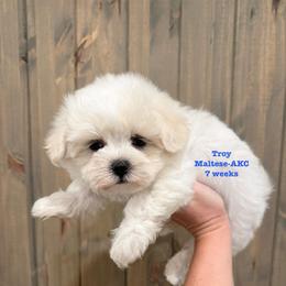 Troy - White male Maltese puppy in Paden, Oklahoma from Logan's Perfect Puppies