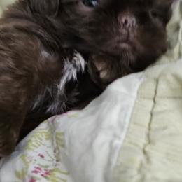Boo Bear - Chocolate male Shih Tzu puppy in Kings Mountain, North Carolina from NC Shih Tzus by Tammy
