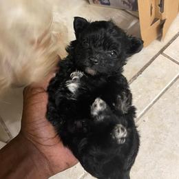 Yorkshire Terriers from Nizzle Kinnels