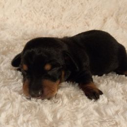 Dachshund Puppies from Jana Rae's
