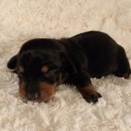 Dachshund Puppies from Jana Rae's