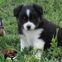 Miniature Australian Shepherd, Pembroke Welsh Corgi, and Toy Australian Shepherd Puppies from Midwest Mini/Toy Aussies