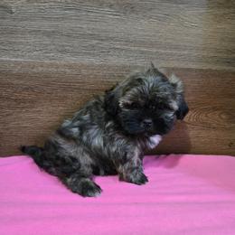 Trixy Girl 3 - Brindle female Shih Tzu puppy in Meadows Of Dan, Virginia from Walt’s Shih Tzus