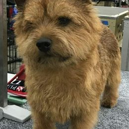 Norfolk Terriers and Norwich Terriers from BRONWYN Norfolk and Norwich Terriers