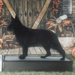 Legend - German Shepherd