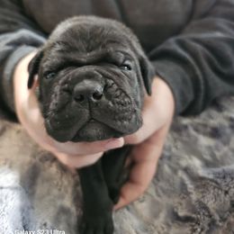 Girl 3 - Black female Cane Corso puppy in Dunnellon, Florida from Touch of Spice Kennels