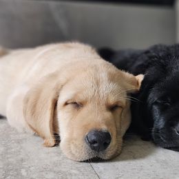 Labrador Retriever Puppies from Majestic Forrest Labradors