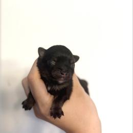 Boy 2 - Tri-colored male Pomeranian puppy in Lillington, North Carolina from Dignified Poms