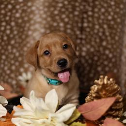 Willow - Yellow female Labrador Retriever puppy in Twin Falls, Idaho from Whispering White Pines Labradors