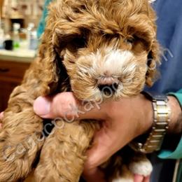 Cockapoo Puppies from Cano Cockapoos