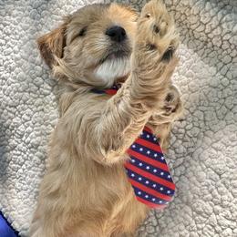 Cavapoo Puppies from Molly n Friends