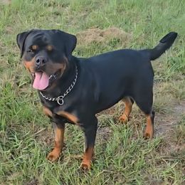 Alba - Rottweiler