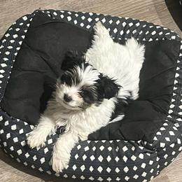 Milo - Parti male Yorkshire Terrier puppy in Duncan, South Carolina from Sonshine Yorkies