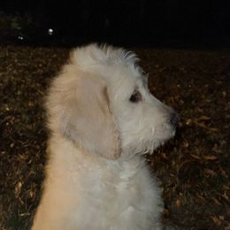 Goldendoodles from Grays Goldendoodles