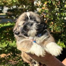 Julian  Akc boy 3  blue collar boy - Black and tan male Lhasa Apso puppy in Chico, California from Lhasa Apsos of northern Ca . Biewer terriers of northern California