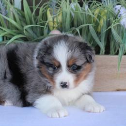 Rendezvous - Blue merle male Australian Shepherd puppy in Circleville, Utah from Canyon Creek Aussies