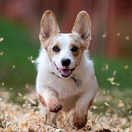 American Corgis and Pembroke Welsh Corgis from America's Red White and Bluie Corgis