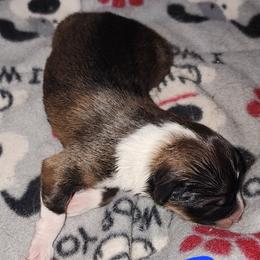 Boy 3 - male English Shepherd puppy in Columbia, Connecticut from Tranquil Morning Farm