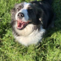 Border Collie All Grown Up from Monet's Border Collies