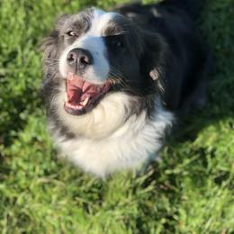 Border Collie All Grown Up from Monet's Border Collies