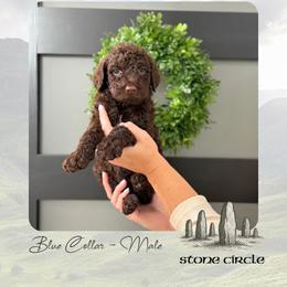 Stone Circle - Chocolate male Goldendoodle puppy in Garland, Texas from Twilight Doodles