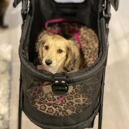 Dachshund Puppies from Meadow Ridge Dachshunds