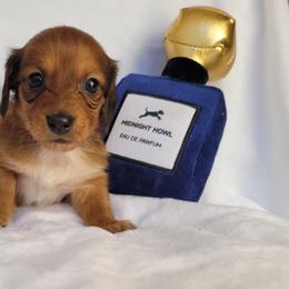 Rosie - Sable female Dachshund puppy in Arab, Alabama from Cantrell’s Dachshund Den