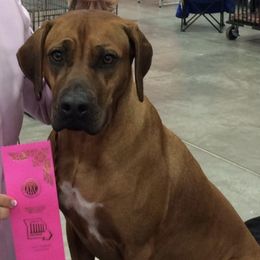 Rhodesian Ridgebacks from Sue's Rhodesian Ridgebacks