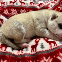 Siberian Husky Puppies from Collusion Siberian’s