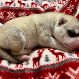 Siberian Husky Puppies from Collusion Siberian’s