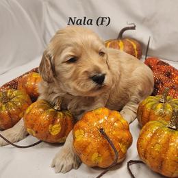 Double Doodle, Goldendoodle, and Labradoodle Puppies from Godley Doodles Of Texas
