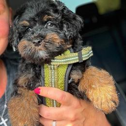 Kaylie's - GREEN BOY - Phantom male Goldendoodle puppy in Lewisville, Texas from Texas Goldendoodle Lovers