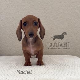 Rachel - Red female Dachshund puppy in Royse City, Texas from Truehearted Miniature Dachshunds