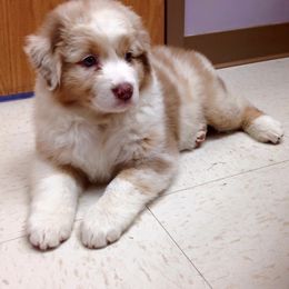 Australian Shepherd Puppies from NorthRidge Australian Shepherds