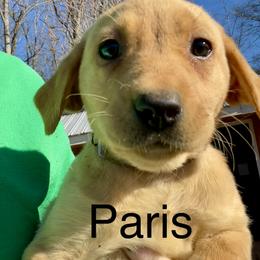 Paris - Yellow female Labrador Retriever puppy in Mineral, Virginia from Canine Assist