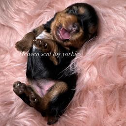Yorkshire Terrier Puppies from Heaven_sent_toy_yorkies