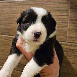 Girl 6 - Black and white female Border Collie puppy in Caledonia, Michigan from Magnolia Acres