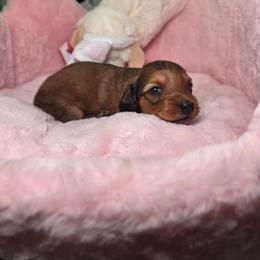 Asher- price 2,140 - Chocolate male Dachshund puppy in Bristol, Tennessee from It's Mini Wieners Baby