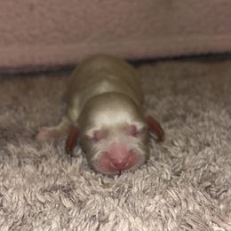 Dachshund Puppies from Whitesboro Dachshund