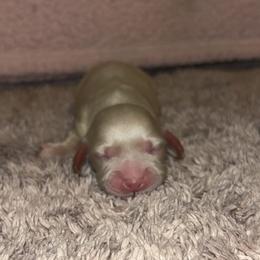 Dachshund Puppies from Whitesboro Dachshund