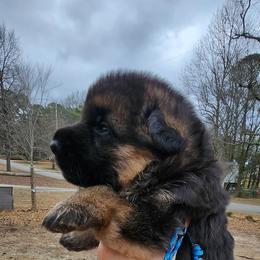 Boy 1 - Black and red male German Shepherd puppy in Roanoke, Alabama from Von Schönen Träumen German Shepherds